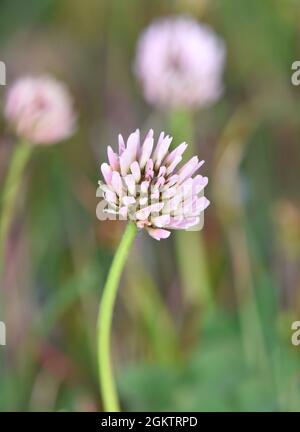 Strawberry Clover - Trifolium fragiferum Stock Photo