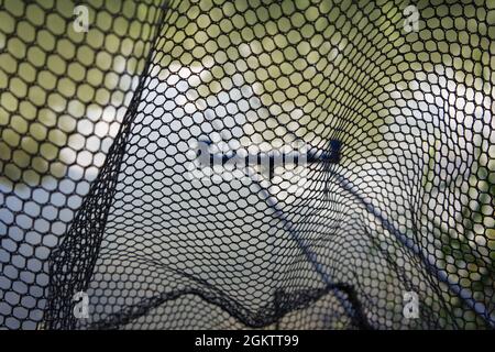 Fishing rods photographed through the landing net. Selective focus. Stock Photo