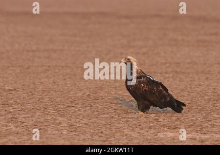 Imperial Eagle (Aquila heliaca) adult sitting on ground at little Rann of Kutch, Gujarat India Stock Photo