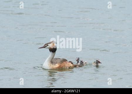 Great Crested Grebe (Podiceps cristatus) with chicks Stock Photo