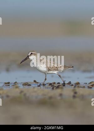 Broad-billed Sandpiper (Limicola falcinellus) foraging Stock Photo