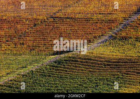 View of colorful autumnal vineyards grow in a rows on the hill in Piedmont, Northern Italy. Stock Photo