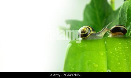 Two grape snails on a green leaf. Two, large garden snails in the garden on green leaves, after the rain. Background with copy space Stock Photo