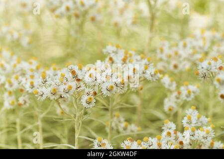 Daisy flowers on green meadow in summer, selective focus. Chamomile in nature. Stock Photo