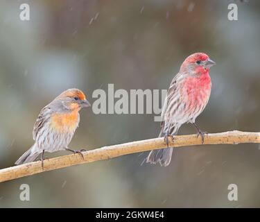 Two male house finches perch in a light rain in Cheyenne, Wyoming Stock Photo