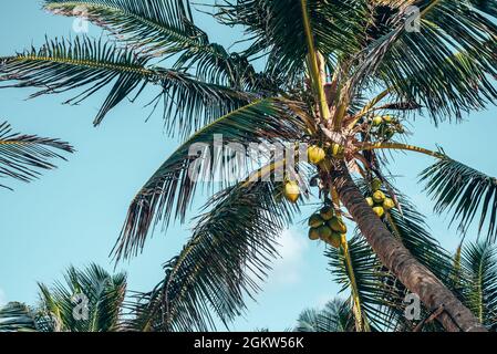 Bunch of fresh coconuts growing on palm tree against blue cloudy sky Stock Photo