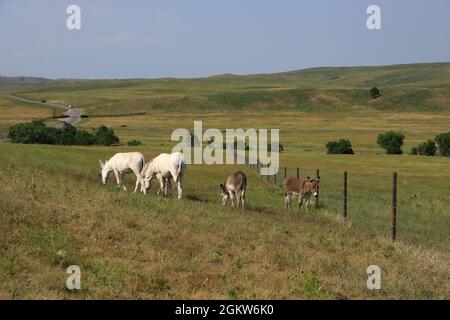 Begging Burros on the roadside in Custer State Park.Custer.South Dakota.USA Stock Photo