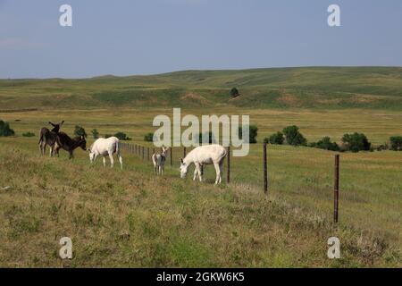 Begging Burros on the roadside in Custer State Park.Custer.South Dakota.USA Stock Photo