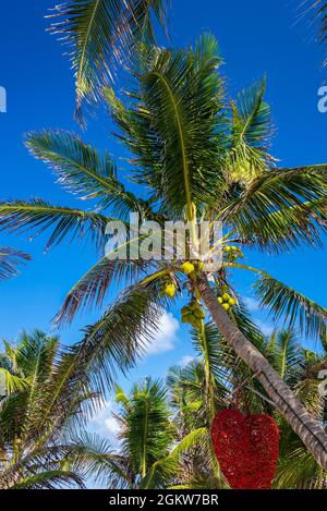 Fresh coconuts growing on palm tree with hanging heart shape artwork decor Stock Photo