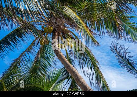 Bunch of fresh ripe coconuts growing on palm tree against blue cloudy sky Stock Photo