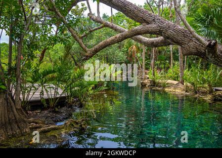 Scenic view of calm cenote with trees and footbridge in forest Stock Photo