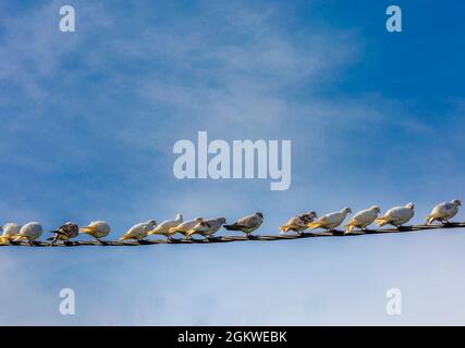 Birds On A Wire. Copy Space Stock Photo