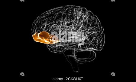 Brain Orbital gyrus Anatomy For Medical Concept 3D Illustration Stock Photo