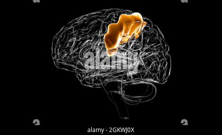 Brain postcentral gyrus Anatomy For Medical Concept 3D Illustration Stock Photo