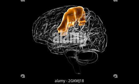 Brain precentral gyrus Anatomy For Medical Concept 3D Illustration Stock Photo