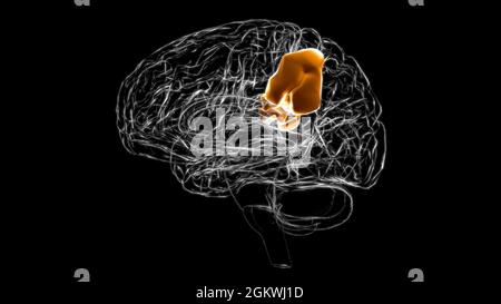 Brain supramarginal gyrus Anatomy For Medical Concept 3D Illustration Stock Photo