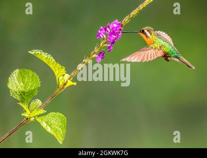 Purple-throated Mountain gem (Lampornis calolaemus), female nectoring at a Stachytarpheta flower. Stock Photo