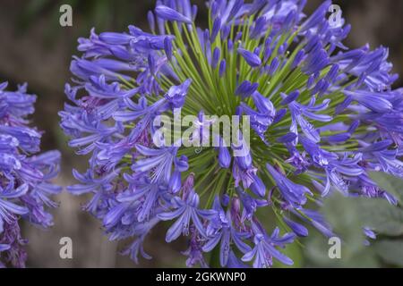 Closeup shot of blooming agapanthus also called lily of the Nile or African lily Stock Photo