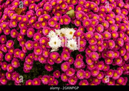 contrast of red and white chrysanthemum flowers on grave during All Saints Day in cemetery Stock Photo