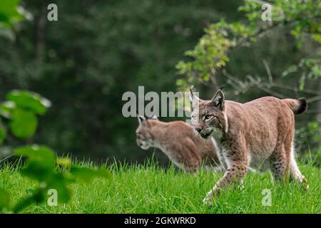 Eurasian lynx (Lynx lynx) couple walking in grassland at forest edge Stock Photo