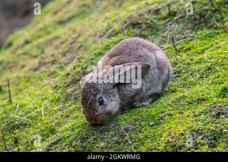 Meissner lop, German breed of domestic rabbit with drooping ears grazing grass Stock Photo