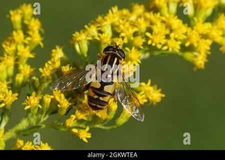 Hoverfly, Sun fly, Helophilus pendulus, family hoverflies (Syrphidae) on flowers of Canadian goldenrod (Solidago Canadensis). Netherlands, Stock Photo