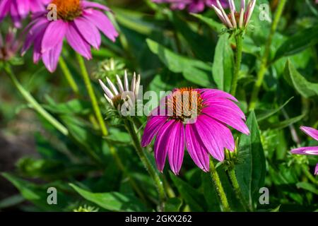 A beautiful purple coneflower against a nice bokeh background with lots of green leaves for contrast and color. Stock Photo