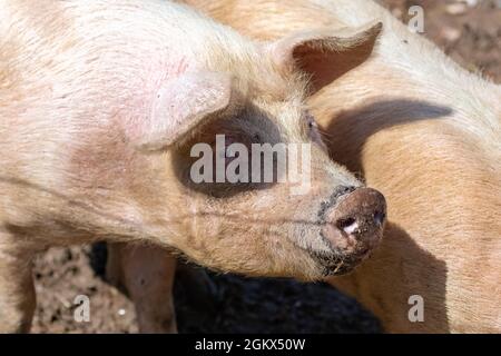 Pink pig in a farm, portrait Stock Photo