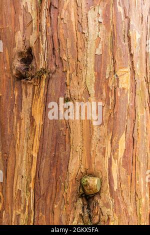 Close up of the bark of the Frankincense cedar, Calocedrus decurrens, with dark and light red brown superficially incised vertical bark strips Stock Photo