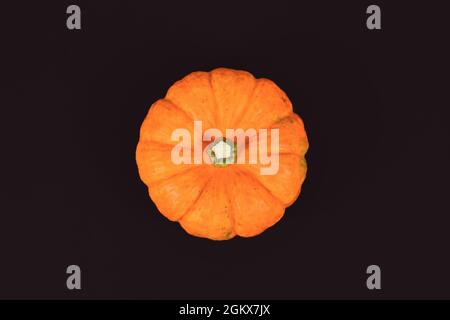 Orange mini Jack Be Little pumpkin on black background Stock Photo