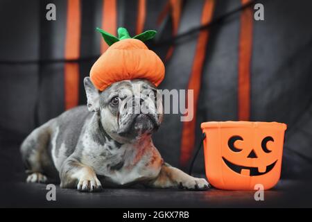 French Bulldog dog wearing Halloween pumpkin costume hat in front of black and orange paper streamers Stock Photo