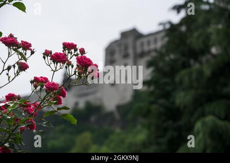 Rose bush in front of the fortress in Salzburg in the morning. Stock Photo