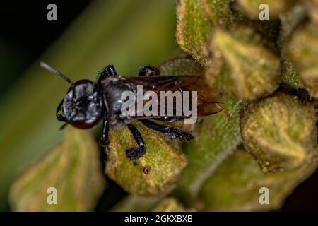 Adult Female Stingless Bee of the Genus Trigona Stock Photo