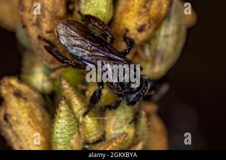 Adult Female Stingless Bee of the Genus Trigona Stock Photo