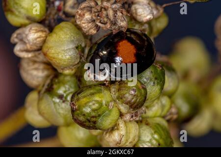 Adult Ashy Gray Lady Beetle of the species Olla v-nigrum Stock Photo