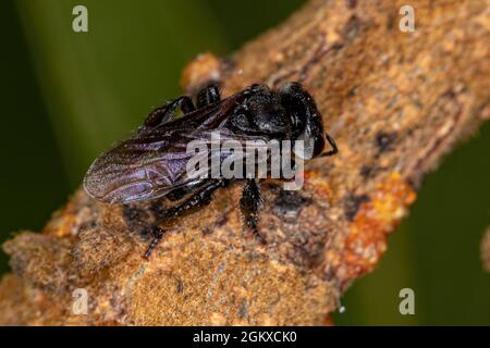 Adult Female Stingless Bee of the Genus Trigona Stock Photo