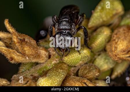 Adult Female Stingless Bee of the Genus Trigona Stock Photo