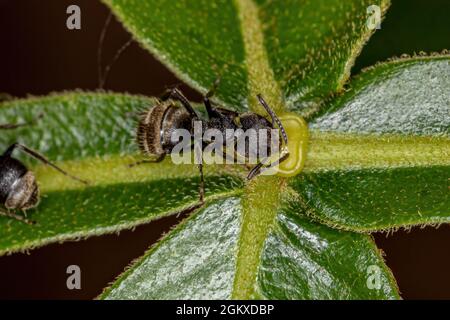 Adult Odorous Ant of the species Dolichoderus bispinosus eating on the extrafloral nectary of a plant Stock Photo