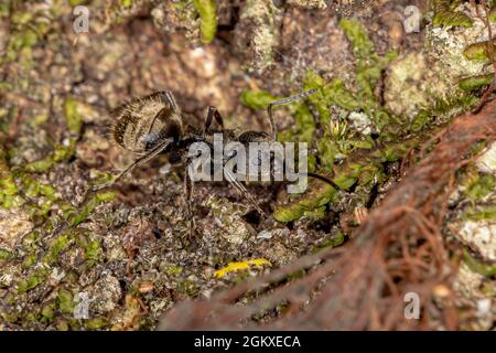 Adult Odorous Ant of the species Dolichoderus bispinosus Stock Photo