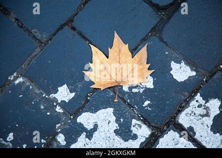Dry yellow maple leaf on dark grey cobblestone road. Autumn concept. Loneliness. Defoliation in Rome. Isolated leaf on san pietrini pavement Stock Photo
