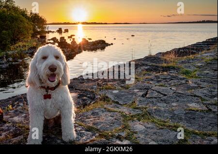 A White Labradoodle at sunset on the shores of Lough Ree in Ireland Stock Photo