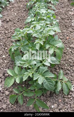 Row of potatoes, Solanum tuberosum of unknown variety, growing in a vegetable garden with a well cultivated weed free soil as background. Stock Photo