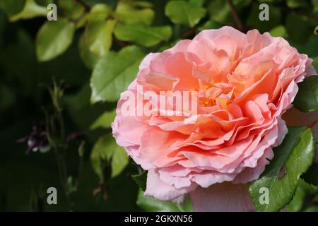 Salmon pink rose flower, Rosa species of unknown variety, in close up with a background of blurred leaves. Stock Photo