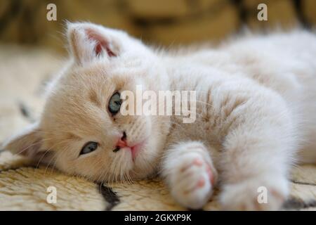 portrait of british shorthair kitten rests on the sofa and looks at the camera Stock Photo
