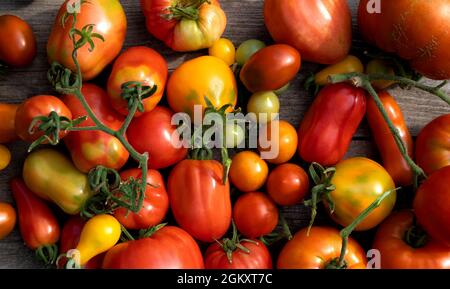 Bright multi-colored tomatoes of different sizes on a wooden gray background. Advertising, banner. Stock Photo