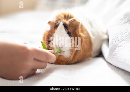 boy feeds guinea pig out of hands. manual animal eats from human hands. child takes care and plays with pet Stock Photo