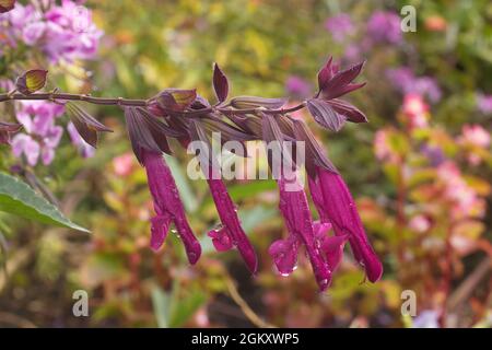 A sprig of Hedysarum hedysaroides also known as Alpine Sainfoin, with drops of morning dew on the flowers. Stock Photo