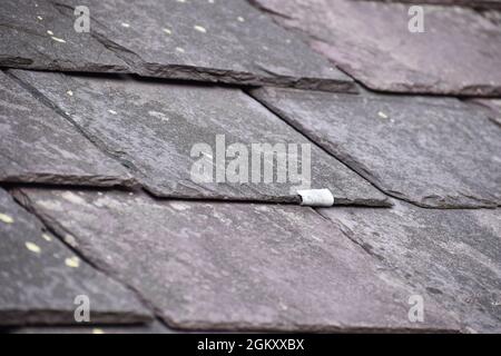Close up of an old slate hook repair holding a Welsh slate tile in place on a roof top. Stock Photo
