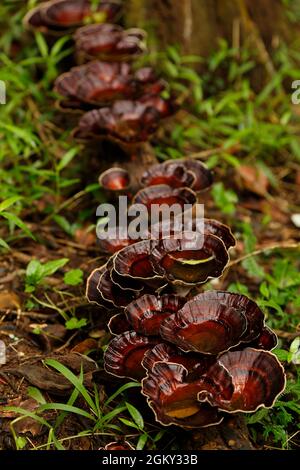 Funnel shaped exotic mushrooms growing on a branch lying on the ground and filled with water. Stock Photo