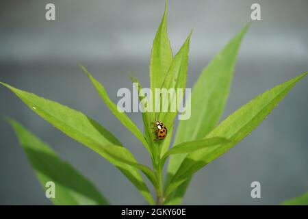 Ladybug, an insect, in Latin called Coccinella septempunctata among leaves of a plant. Cutout view. Stock Photo